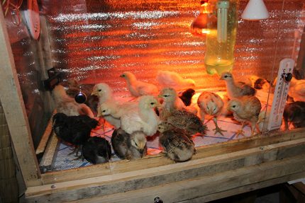 Infračervená lampa pro kuřata
