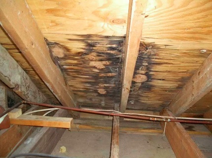 Black mold in the attic