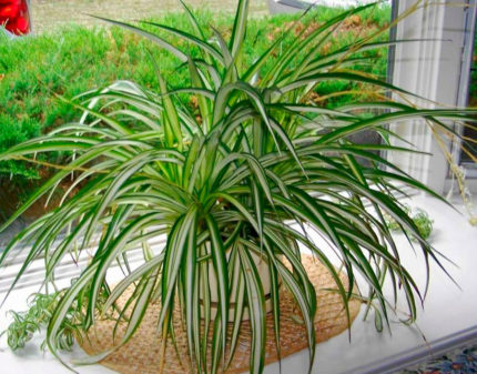 Planta de Chlorophytum en el alféizar de la ventana