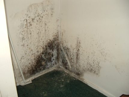 Mucegai pe peretele din apartament